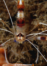 Close up of a Banded Coral Shrimp - It really does have a... by Suzan Meldonian 